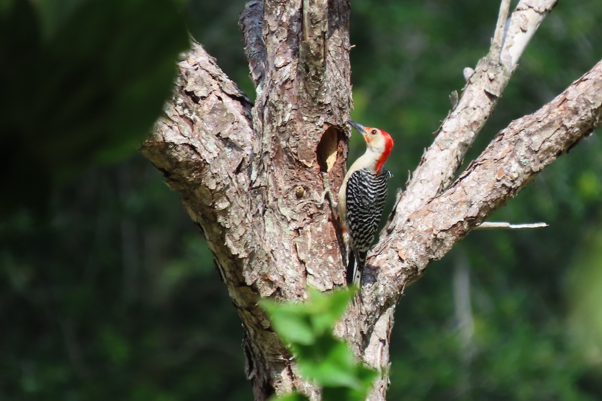 Red-bellied Woodpecker - Susan Young