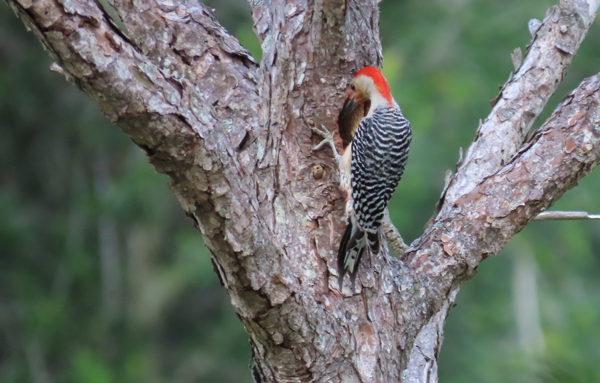 Red-bellied Woodpecker - ML618500514