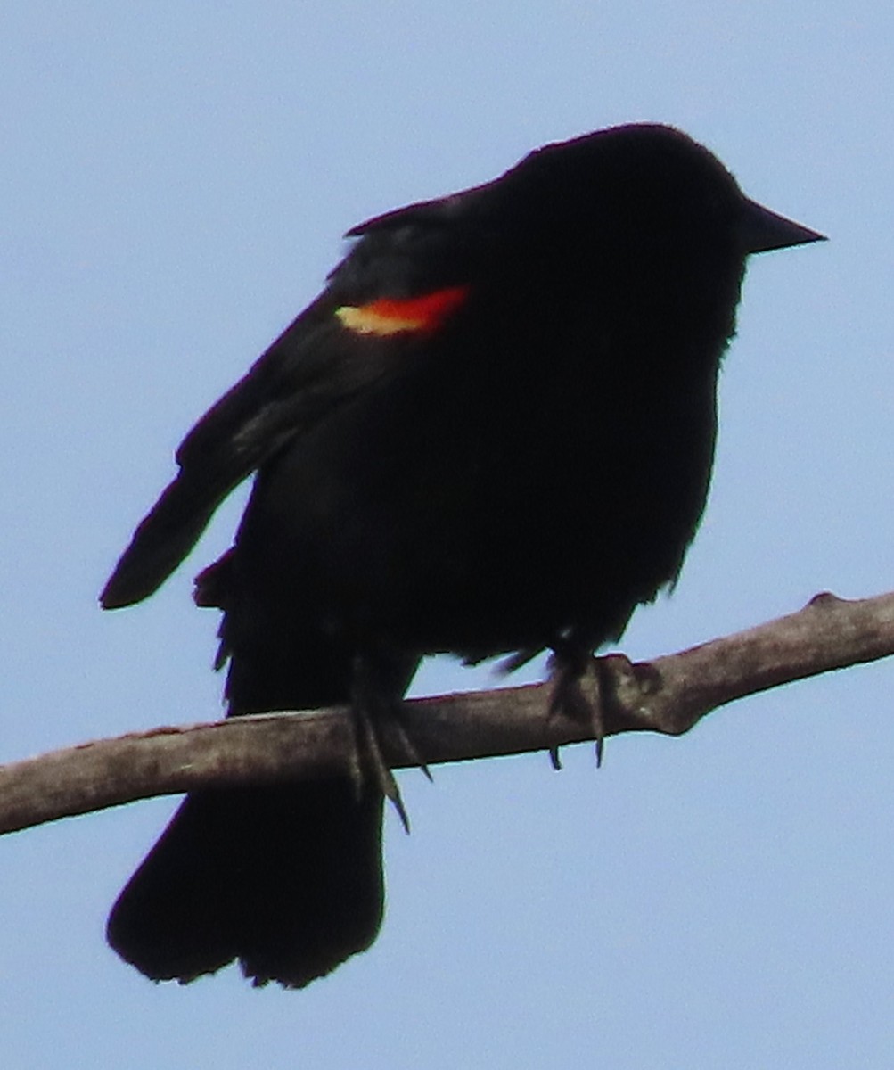 Red-winged Blackbird - ML618500531