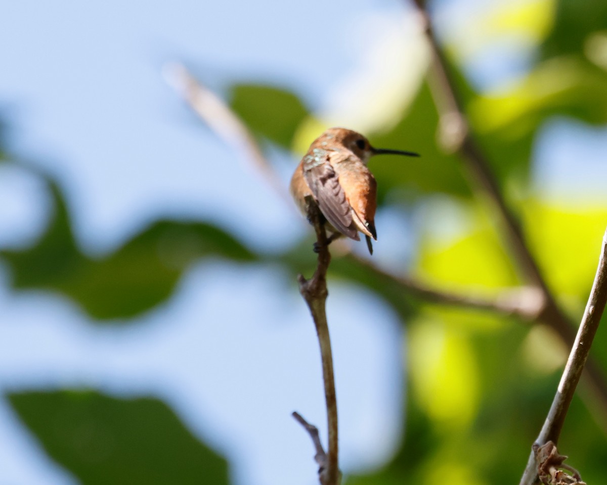 Rufous/Allen's Hummingbird - ML618500541