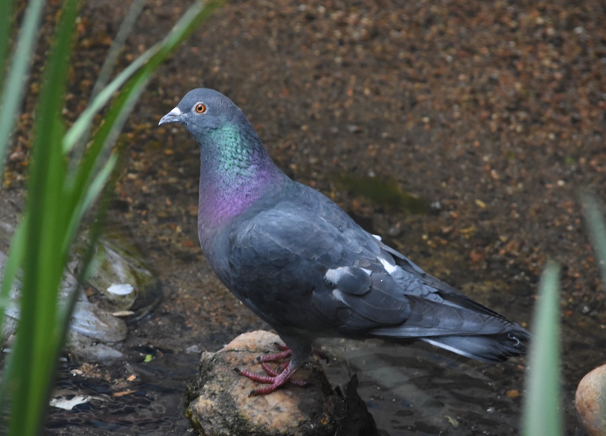 Rock Pigeon (Feral Pigeon) - ML618500572
