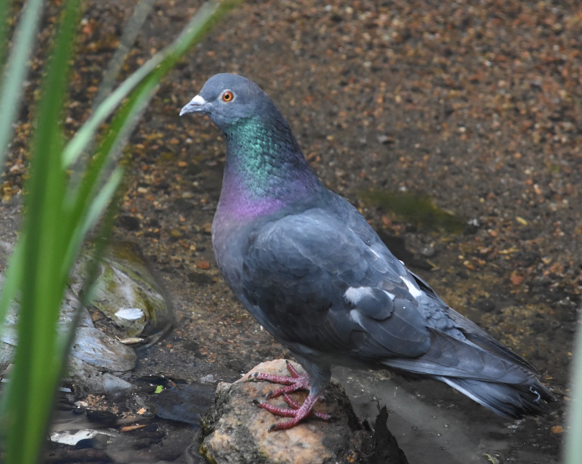 Rock Pigeon (Feral Pigeon) - ML618500573