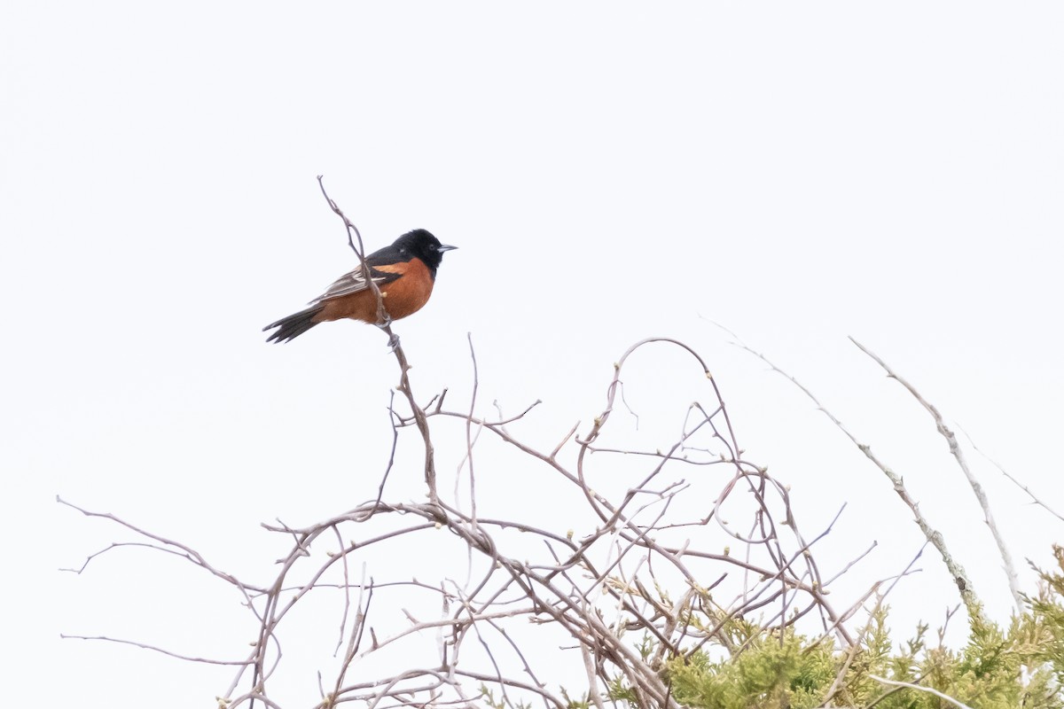 Orchard Oriole - ML618500611