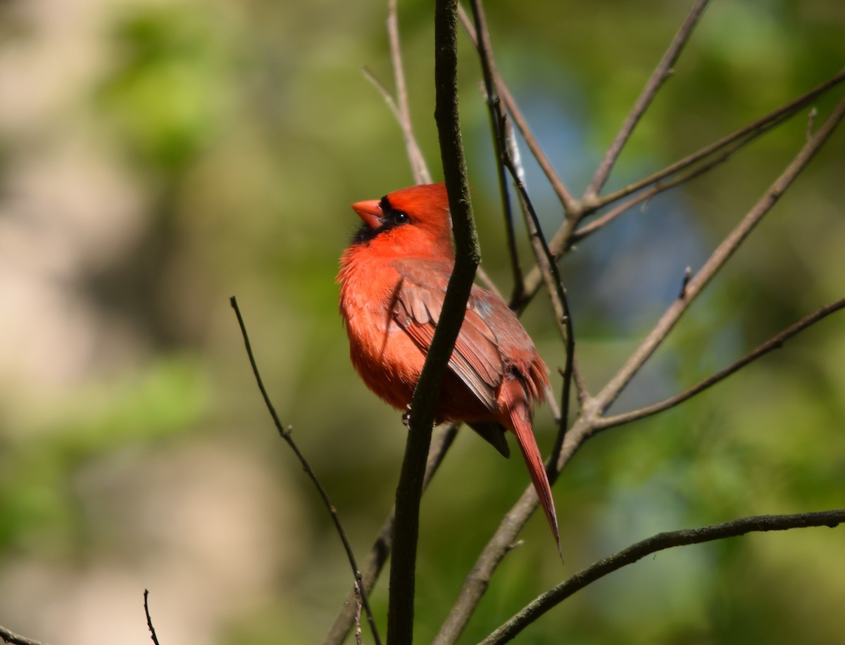 Northern Cardinal - Ruric Bowman
