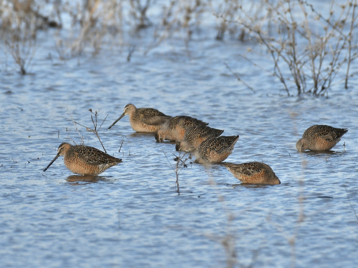 Long-billed Dowitcher - ML618500647