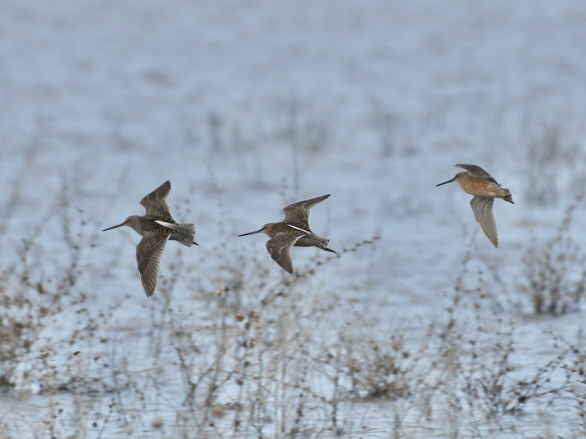Long-billed Dowitcher - ML618500648