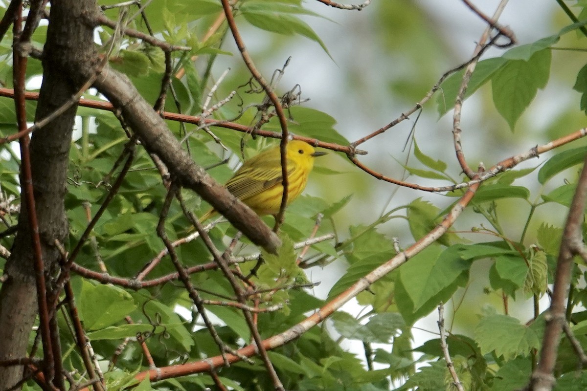 Yellow Warbler - ML618500655