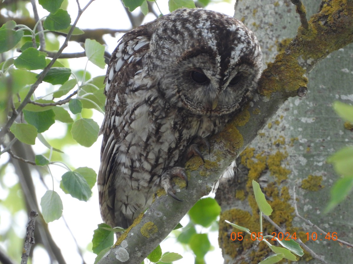Tawny Owl - ML618500714