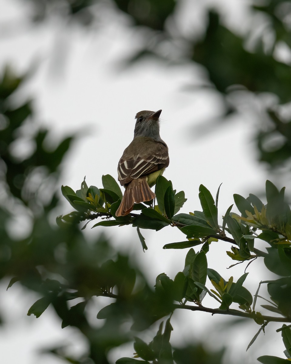 Great Crested Flycatcher - ML618500731
