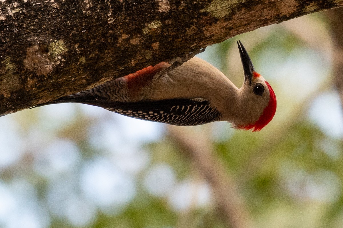 Golden-fronted Woodpecker (Velasquez's) - ML618500734