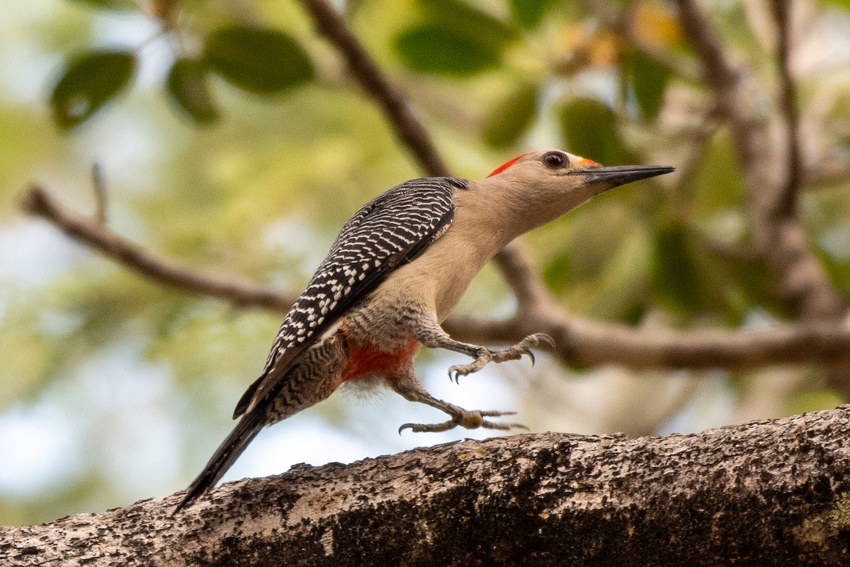 Golden-fronted Woodpecker (Velasquez's) - Bill Tollefson