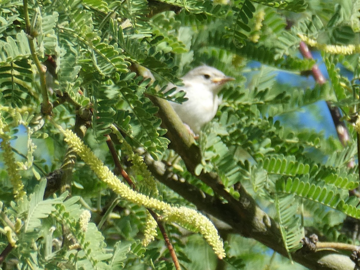 Lucy's Warbler - ML618500745