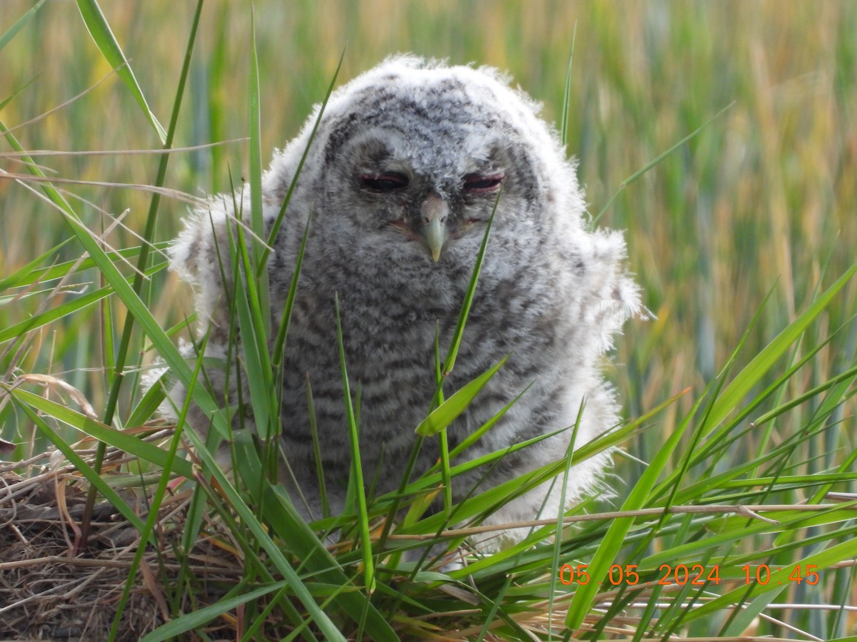 Tawny Owl - ML618500749
