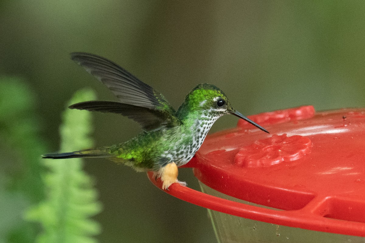 Many-spotted Hummingbird - ML618500774