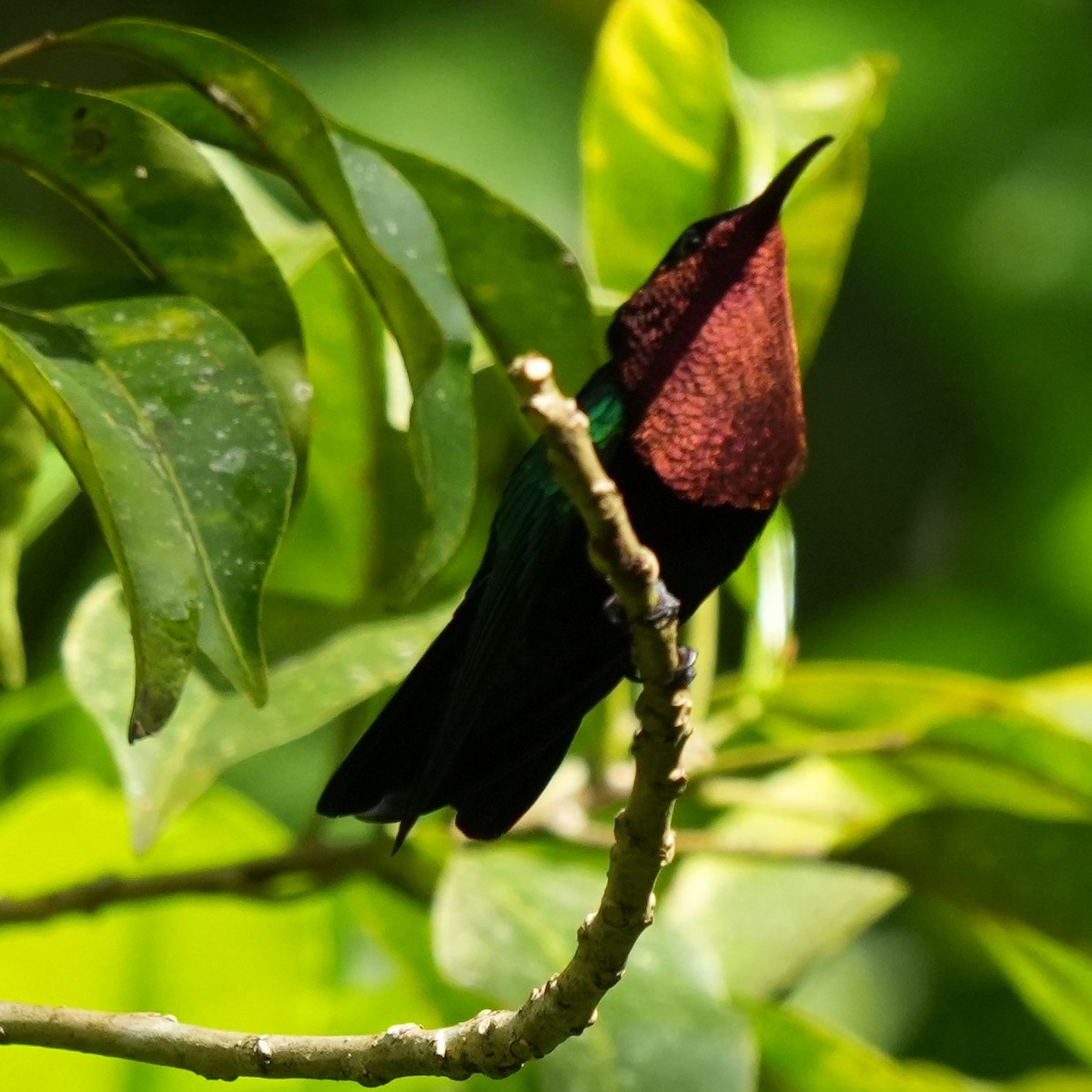kolibřík nachovohrdlý - ML618500853