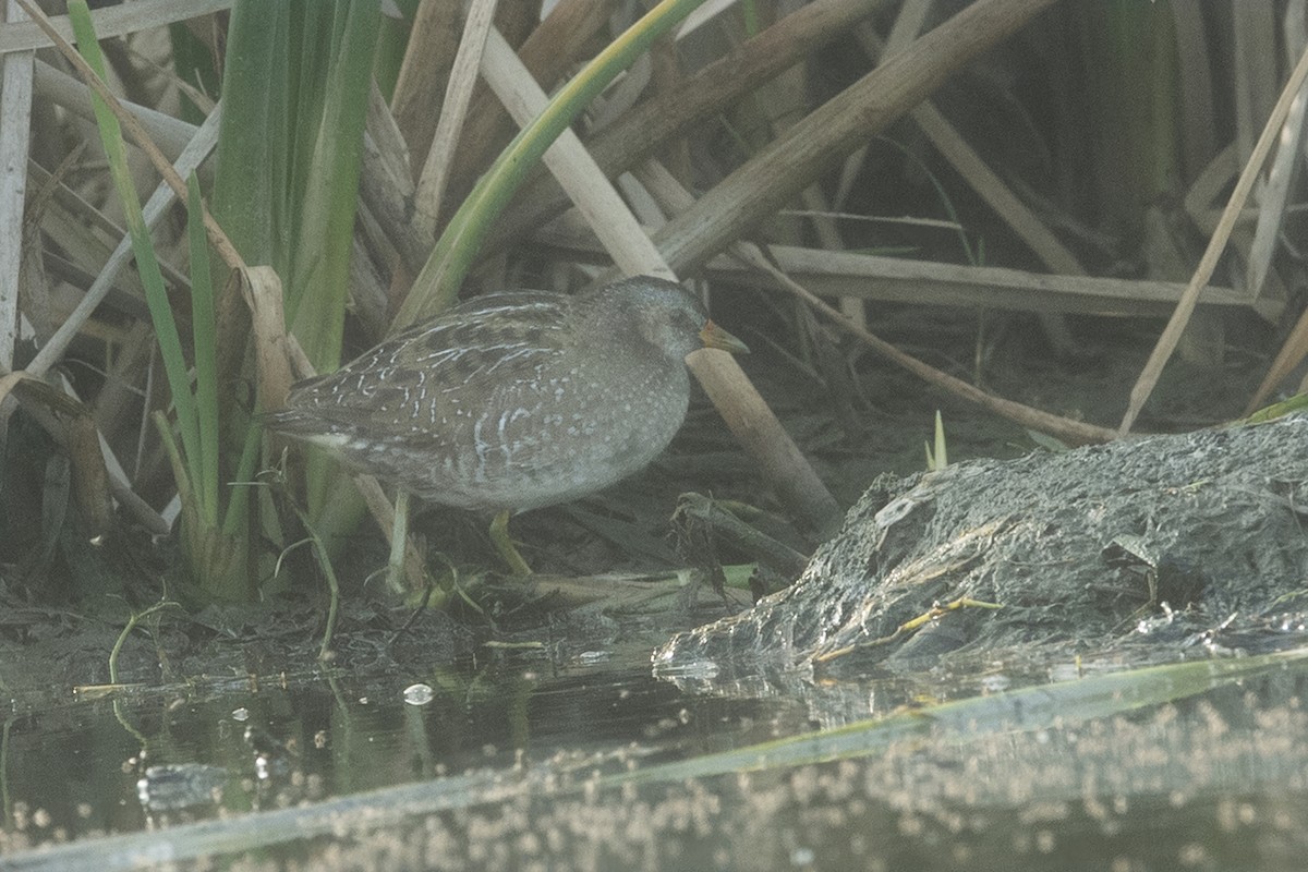 Spotted Crake - ML618500855