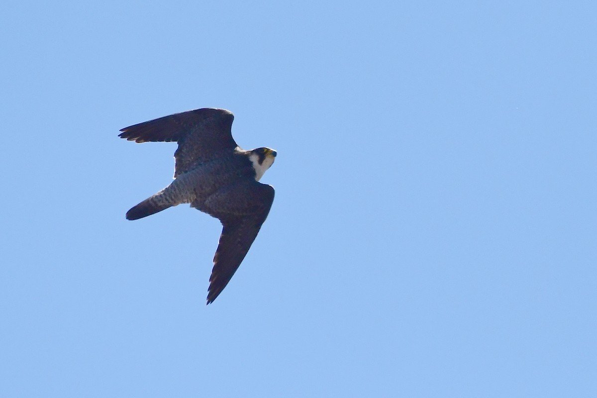 Peregrine Falcon (Barbary) - ML618500856