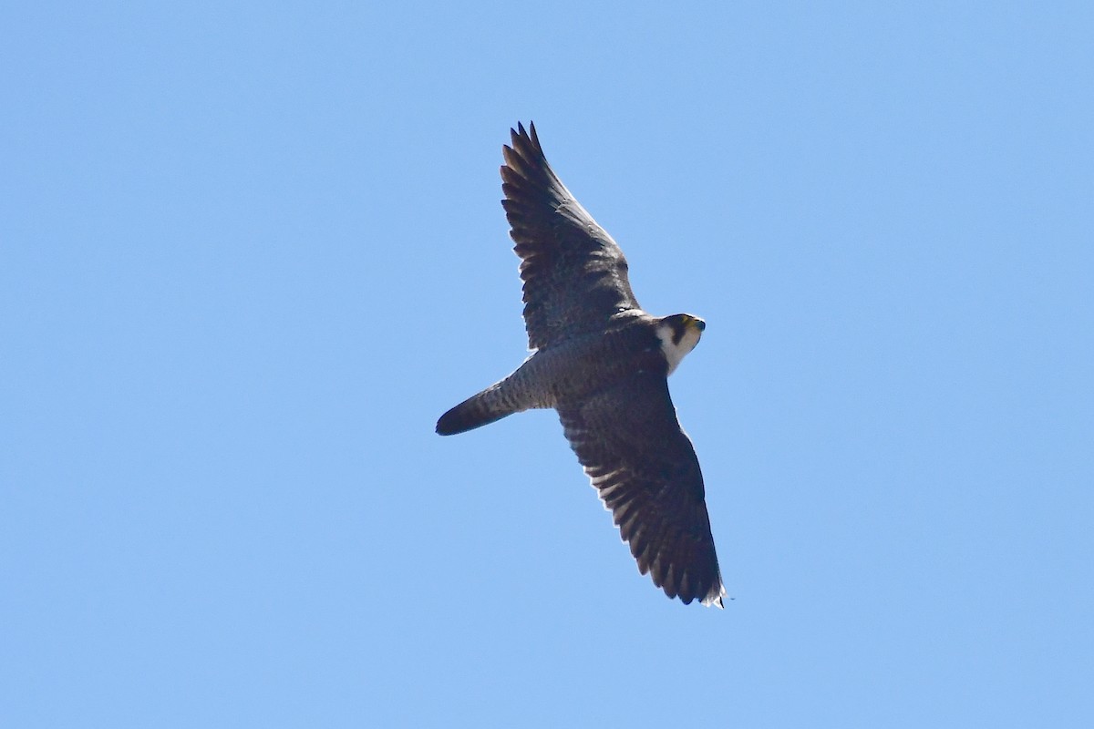 Peregrine Falcon (Barbary) - ML618500857