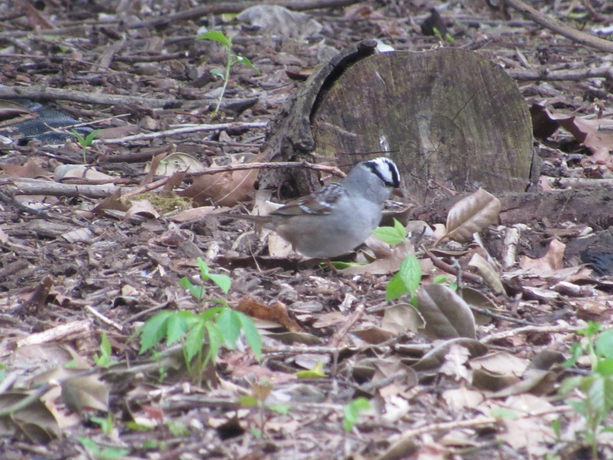 White-crowned Sparrow - ML618500888