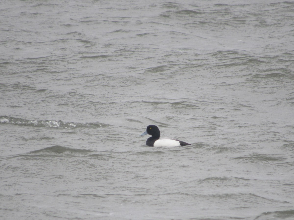 Greater Scaup - ML618500908