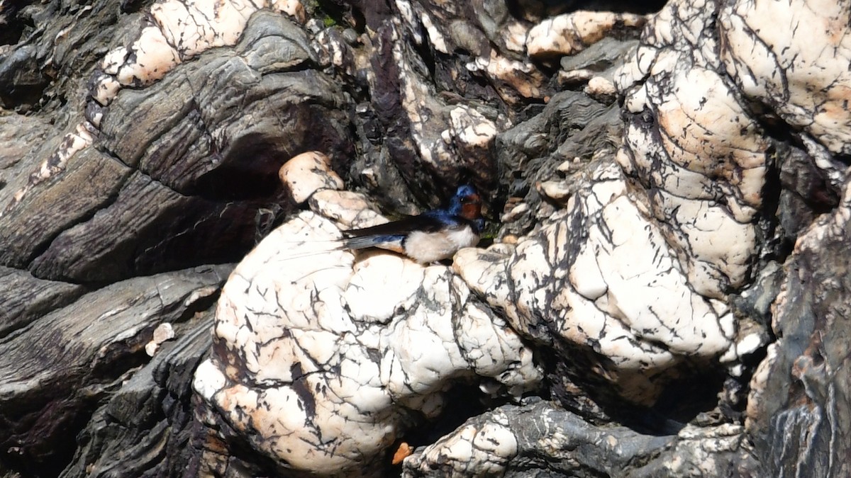 Barn Swallow (White-bellied) - ML618500959