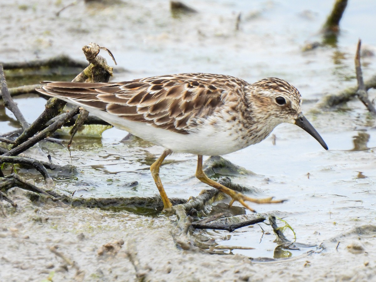 Least Sandpiper - Sophie Dismukes