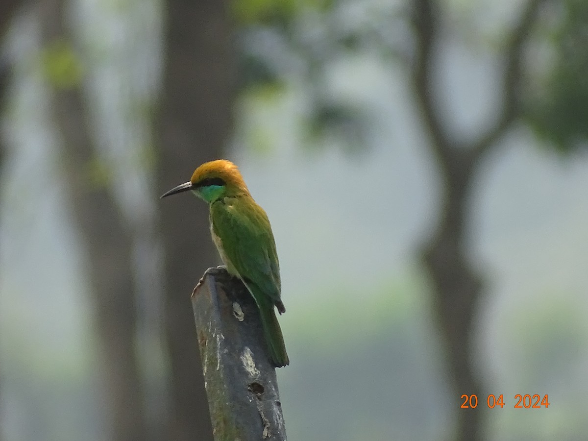 Asian Green Bee-eater - ML618500984