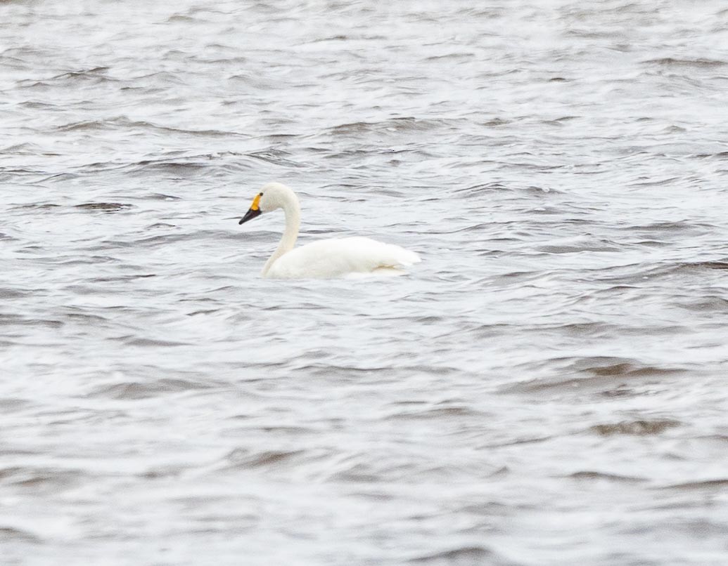 Tundra Swan (Bewick's) - ML618500987