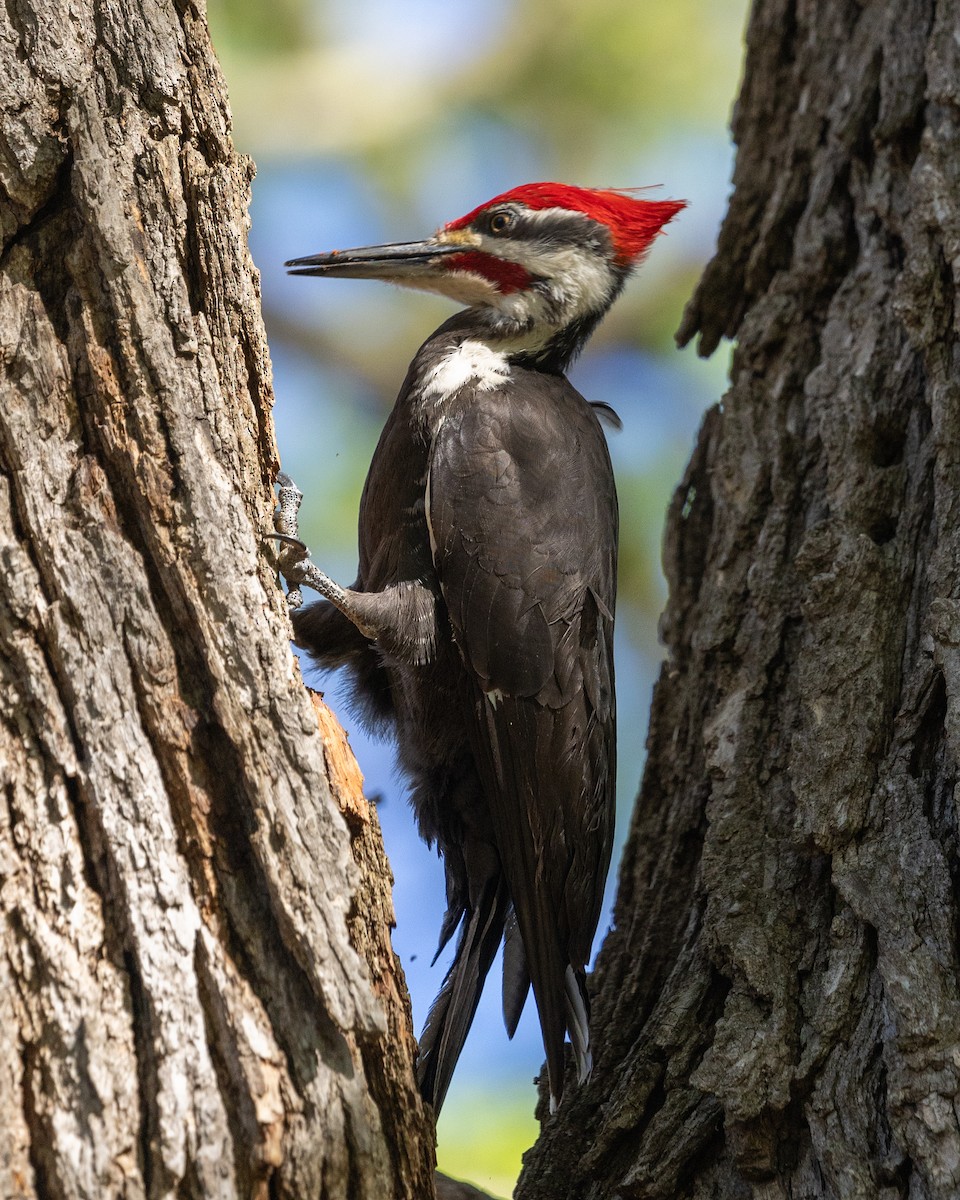 Pileated Woodpecker - Larry Stephan