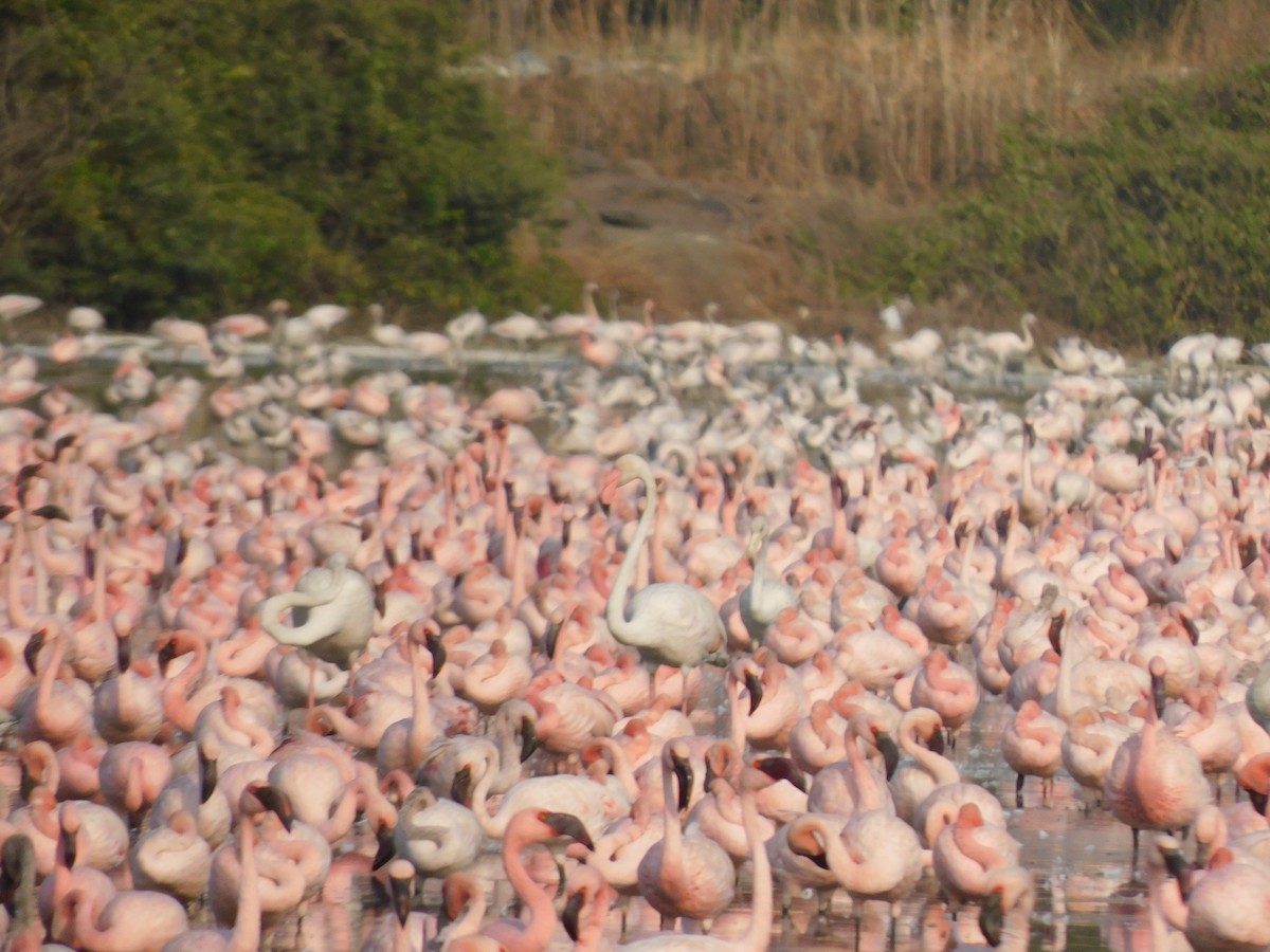 Greater Flamingo - Sushant Pawar