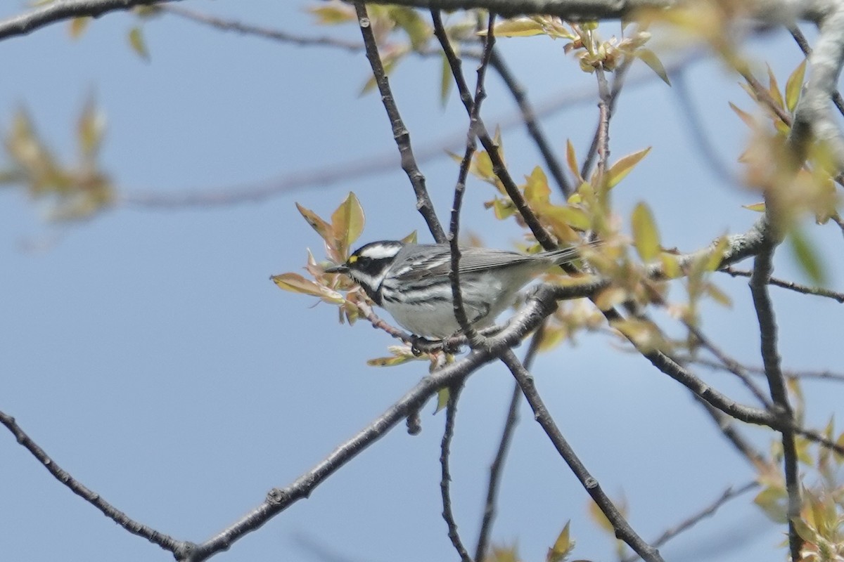 Black-throated Gray Warbler - ML618501047