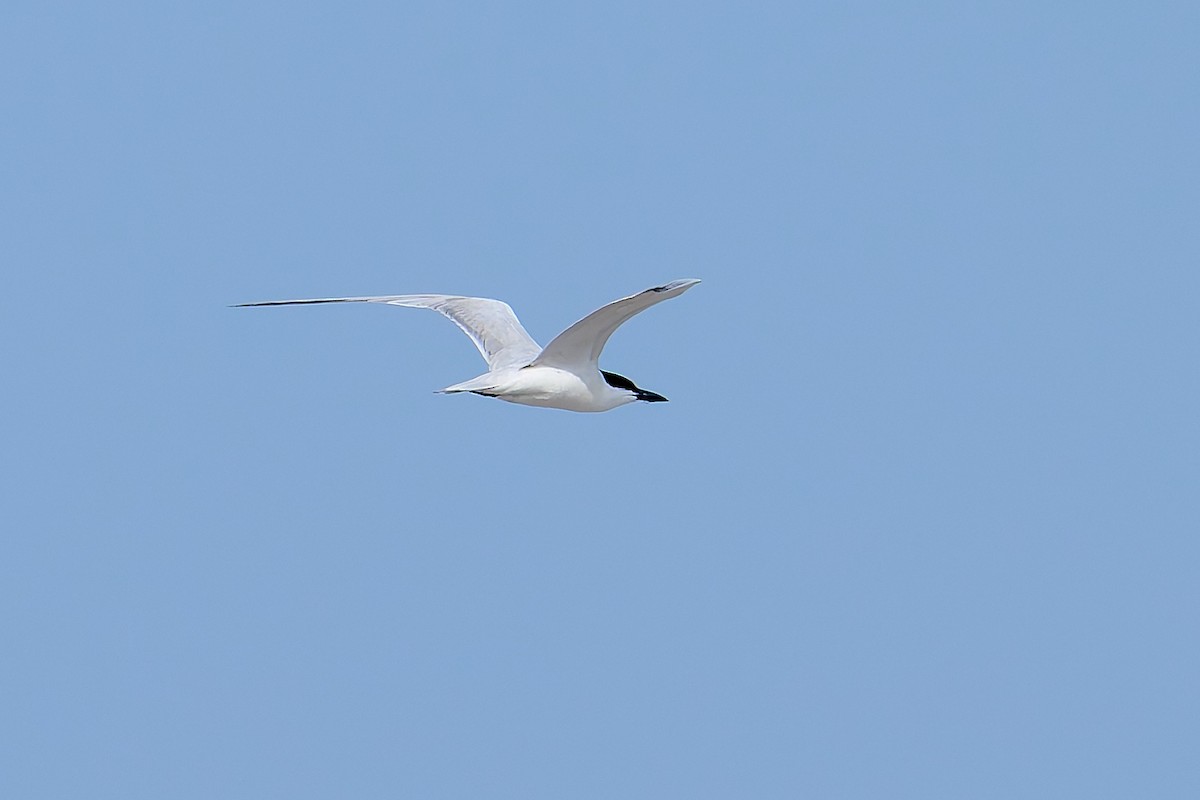 Gull-billed Tern - ML618501049