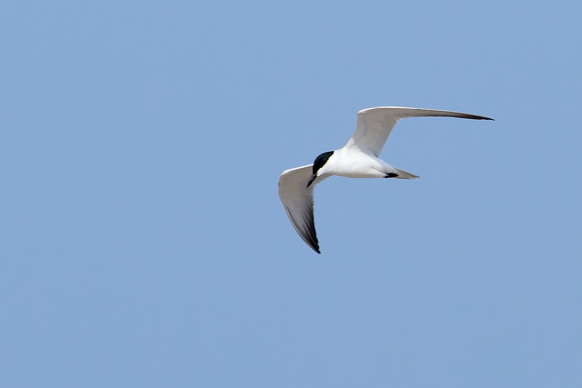 Gull-billed Tern - ML618501050