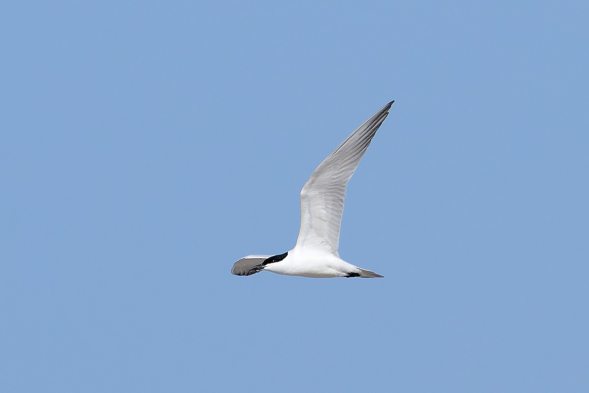 Gull-billed Tern - ML618501051