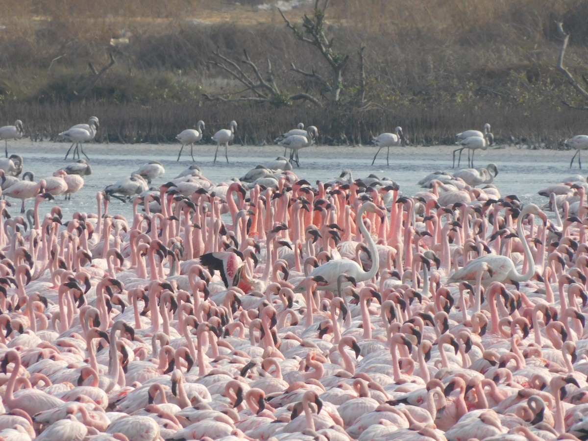 Greater Flamingo - ML618501057