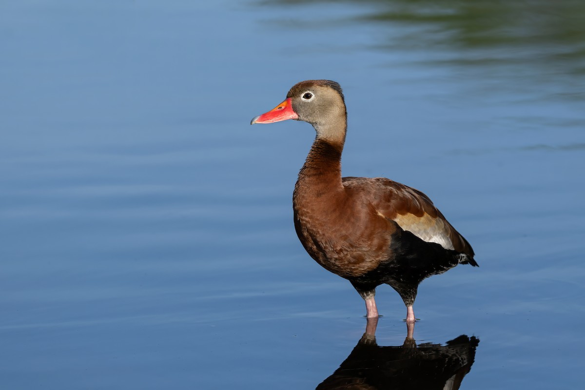 Black-bellied Whistling-Duck - Keith Kennedy