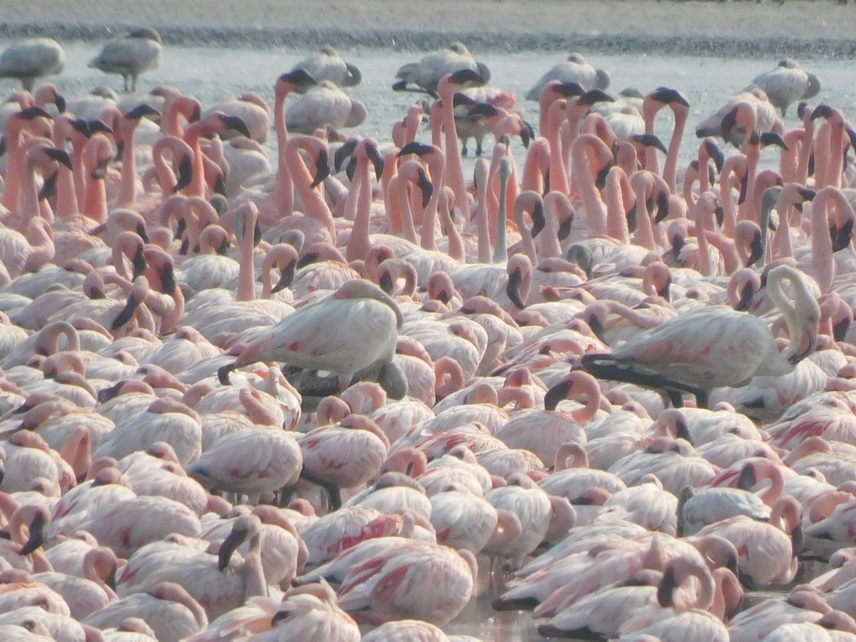 Greater Flamingo - Sushant Pawar