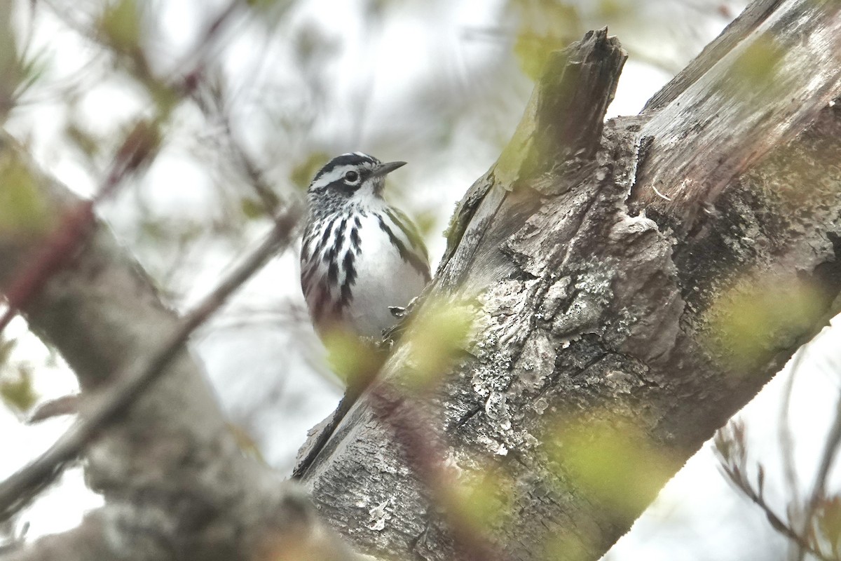 Black-and-white Warbler - ML618501120