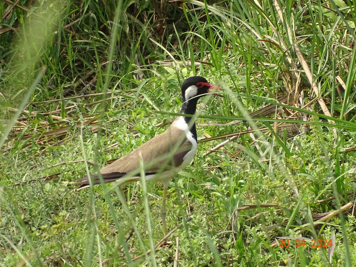 Red-wattled Lapwing - Miquel Rivera