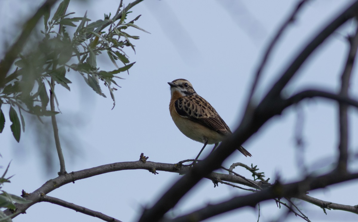 Whinchat - ML618501157