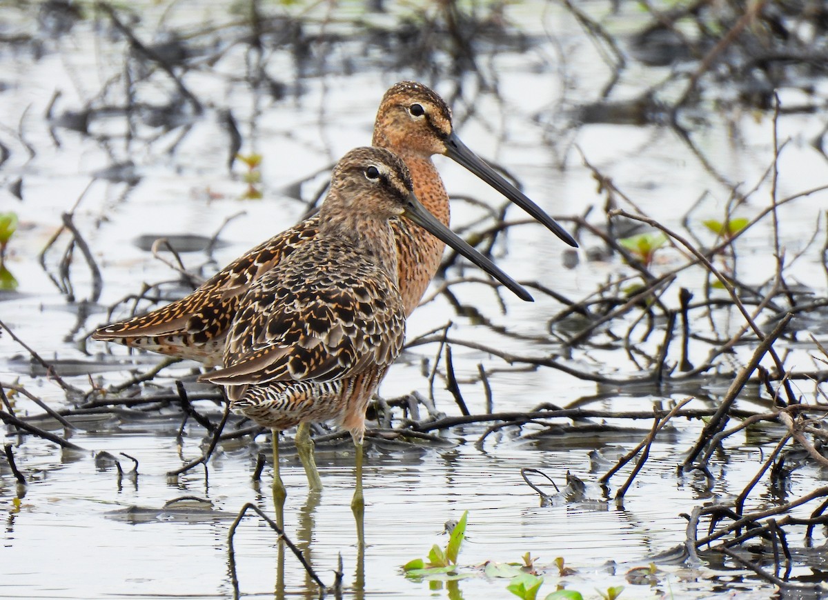 Long-billed Dowitcher - ML618501159