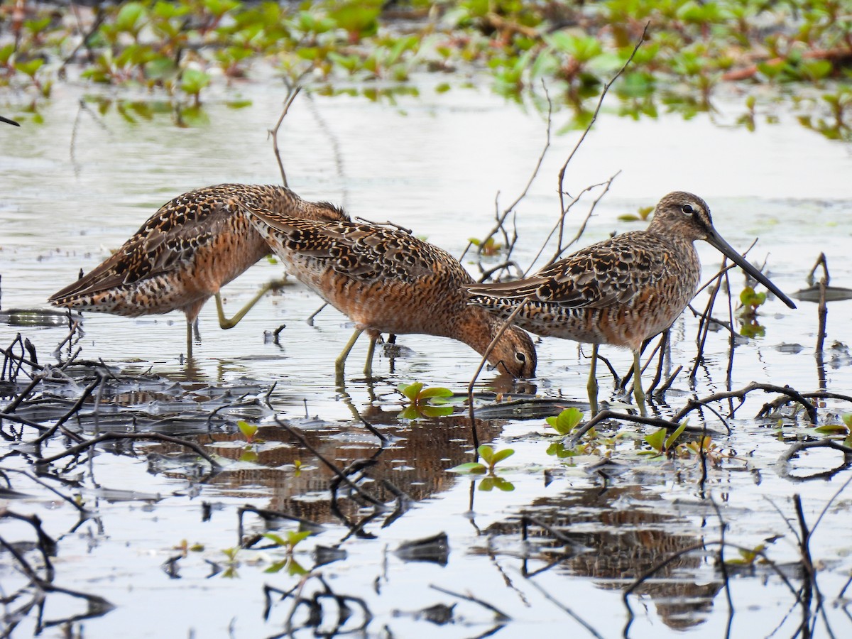 Long-billed Dowitcher - ML618501160
