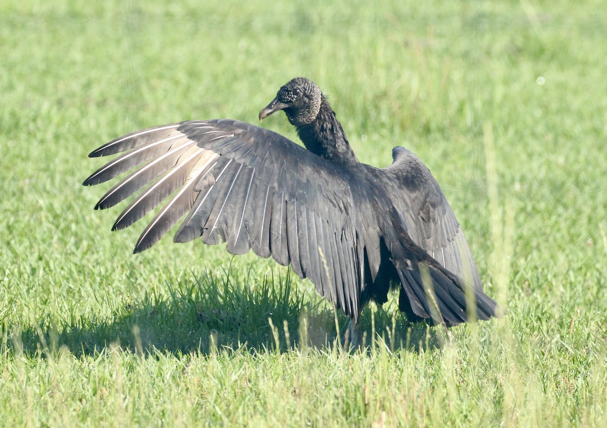 Black Vulture - William Matthews