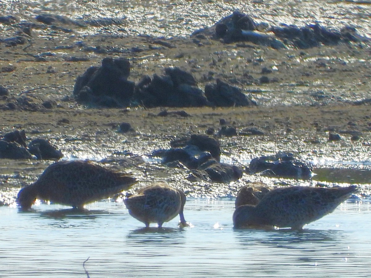 Long-billed Dowitcher - ML618501197