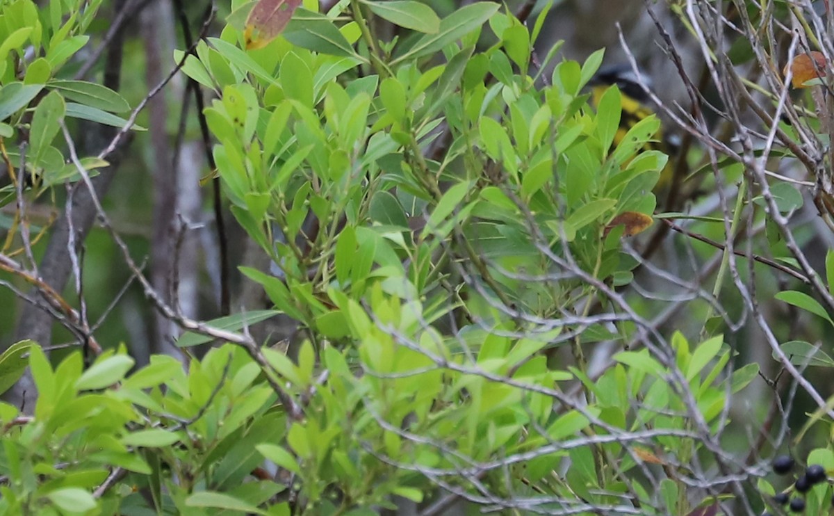 Magnolia Warbler - ML618501208