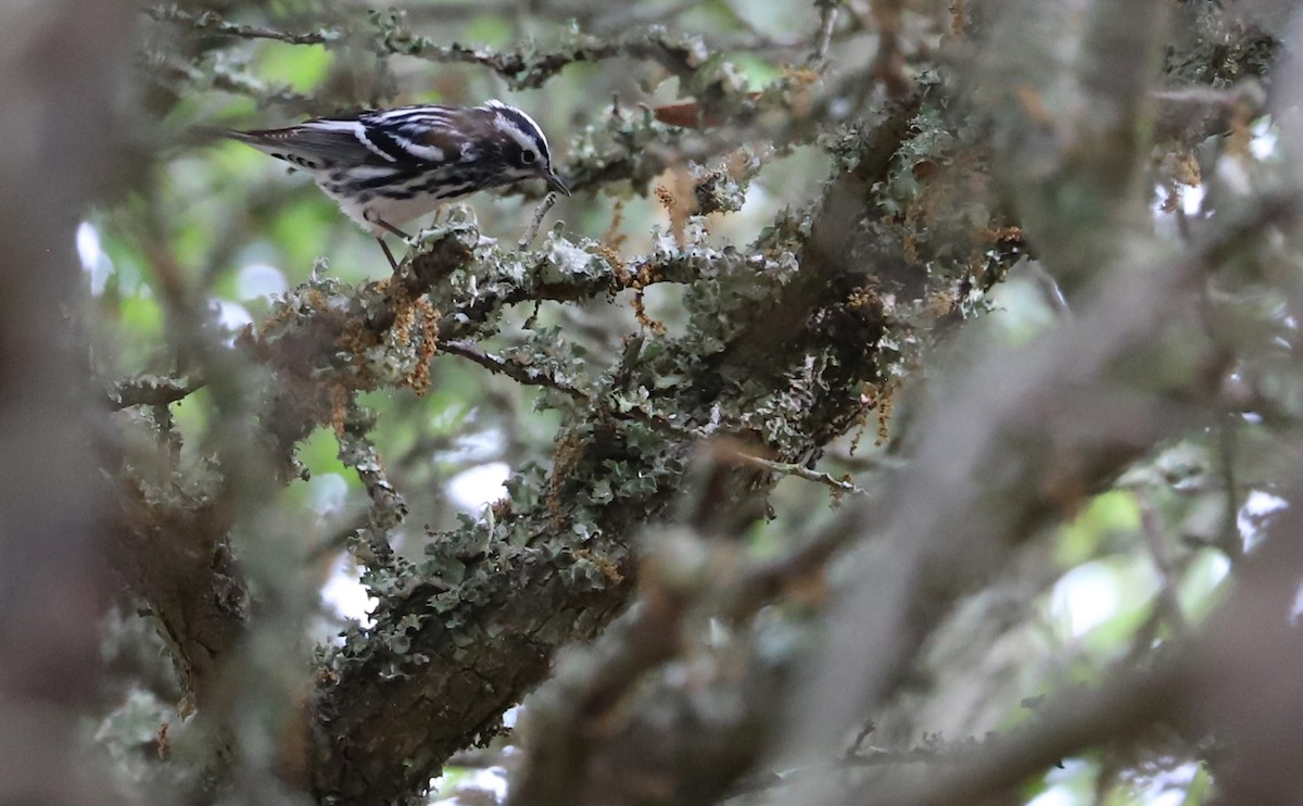 Black-and-white Warbler - ML618501223