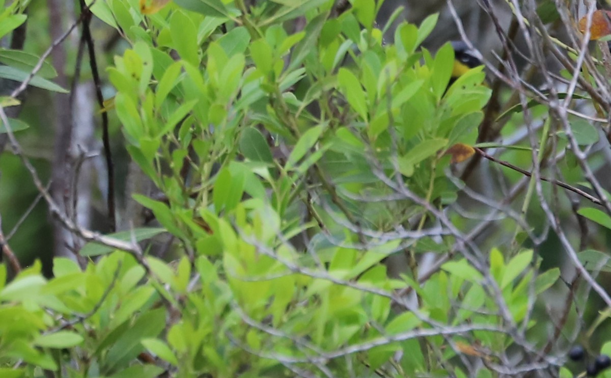 Magnolia Warbler - ML618501230
