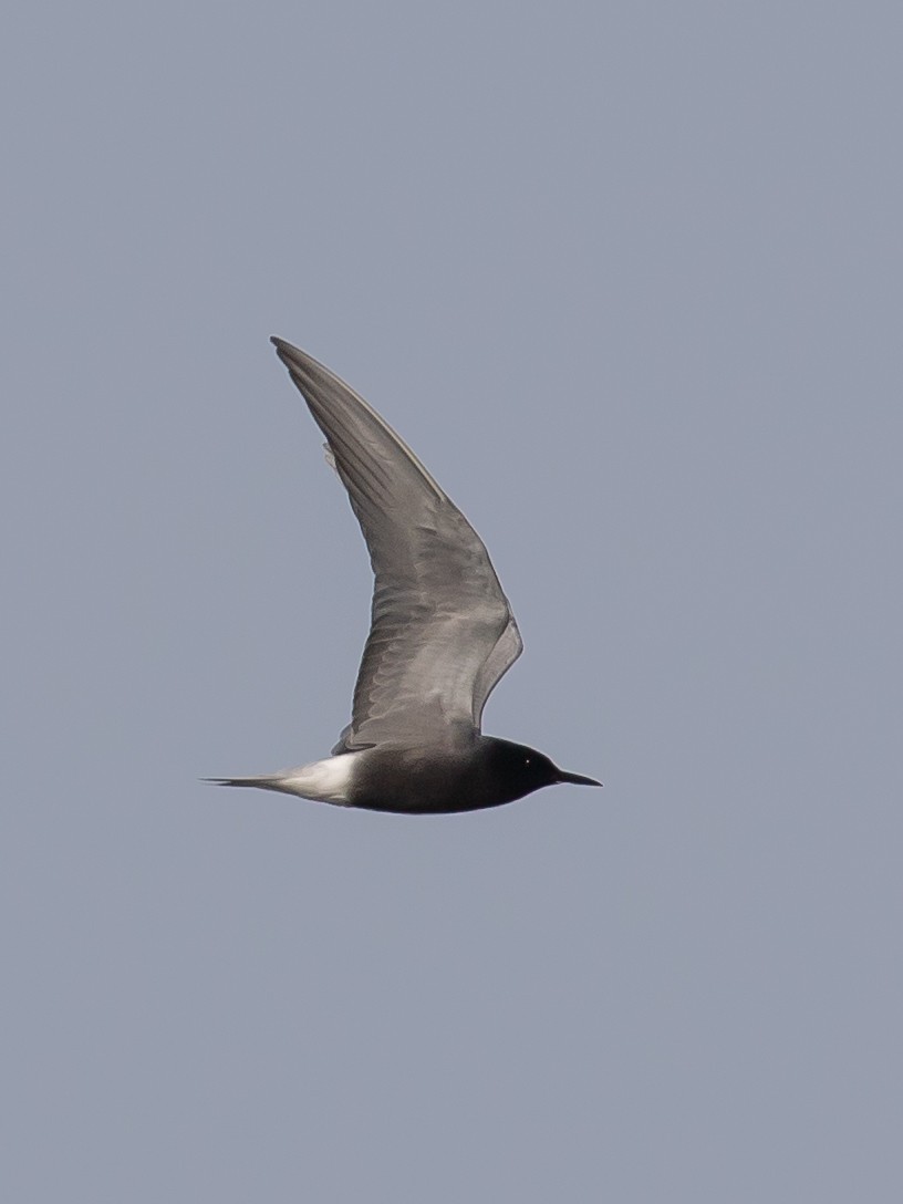 Black Tern - ML618501265
