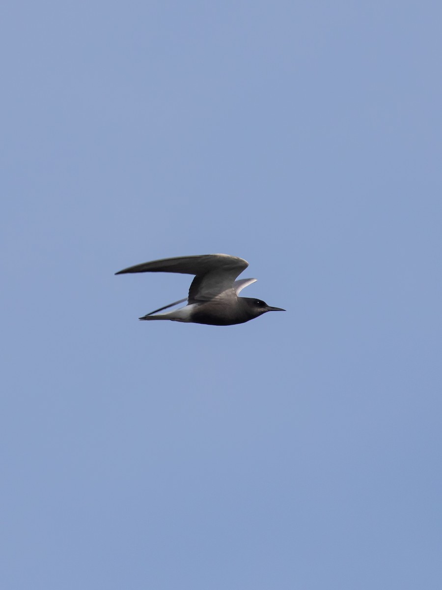 Black Tern - ML618501269