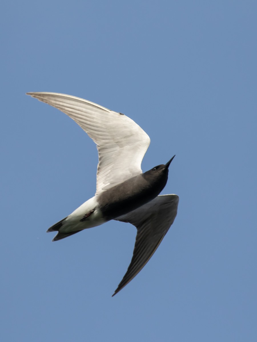 Black Tern - ML618501272